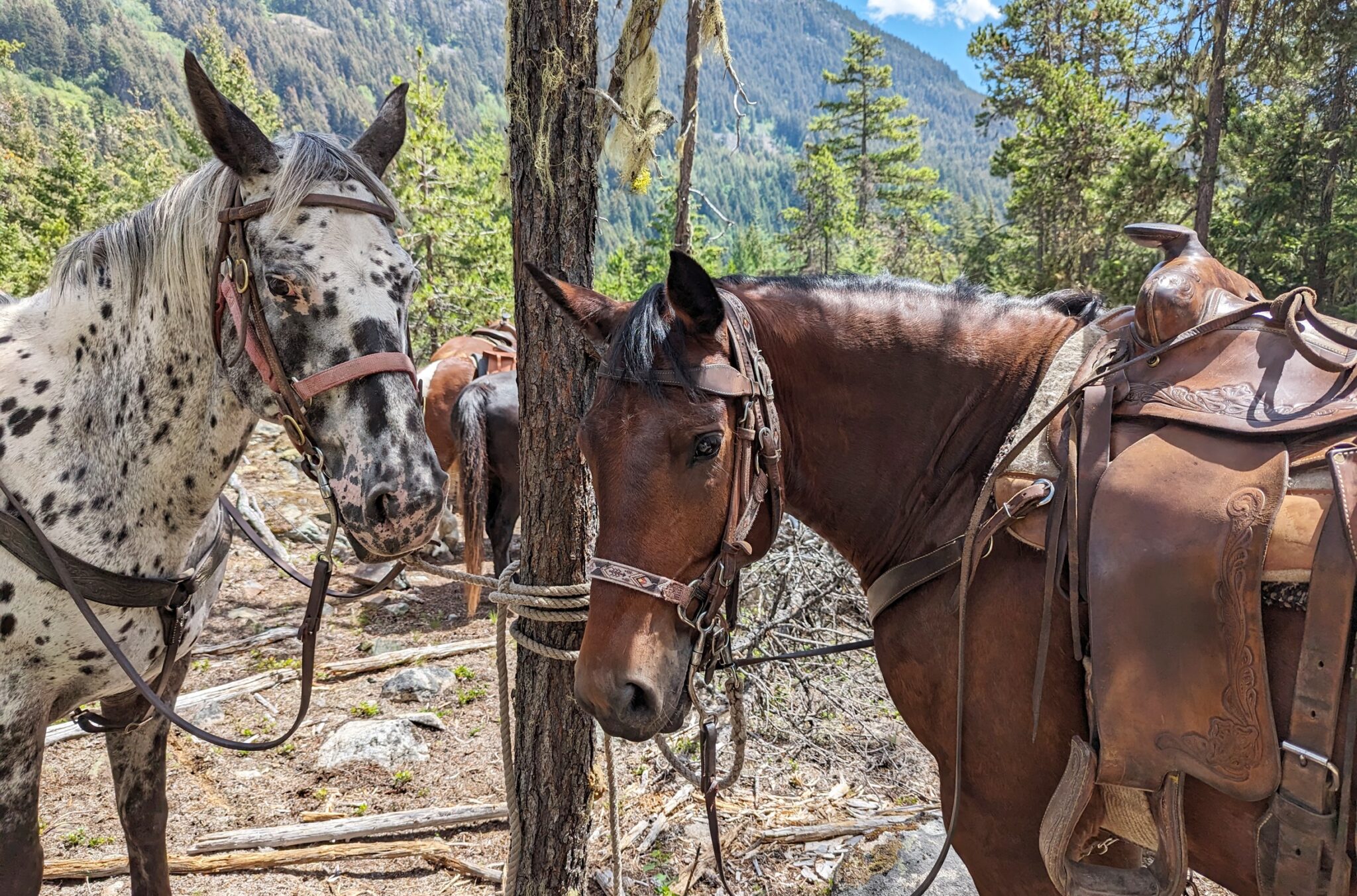 Two horses tied to a tree