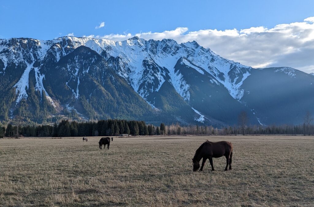 Horses in a field with a mountain backdrop