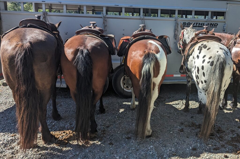 Saddled horses