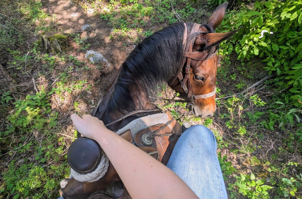 Point of view from horseback