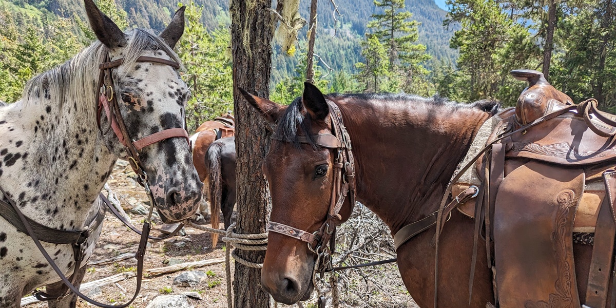 The Beauty of Horseback Riding in Whistler