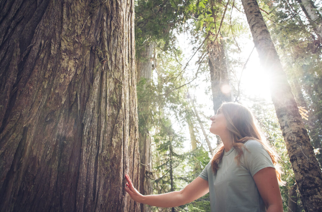 A woman touches a huge cedar tree on the Ancient Cedars trail in Whistler.