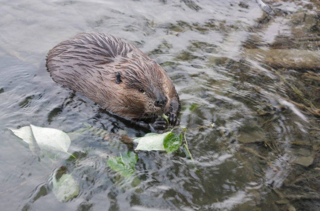 A beaver nibbling on foliage in the River of Golden Dreams.