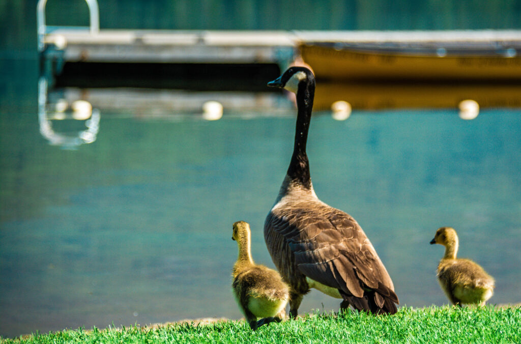 A Canadian goose and her goslings at Lakeside Park in Whistler.