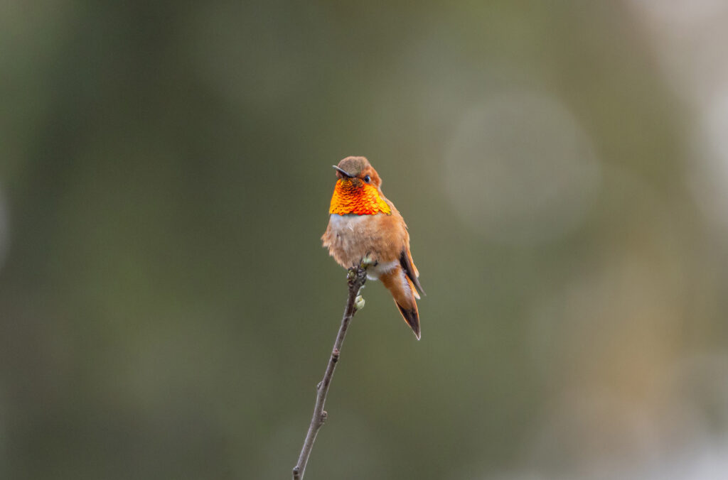 A colourful, Rufous Hummingbird sits proudly atop a branch.