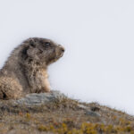 A hoary marmot looks out over the mountains in Whistler.