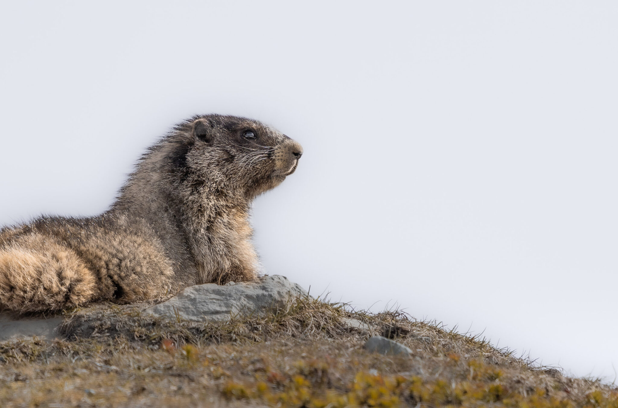 A hoary marmot looks out over the mountains in Whistler.