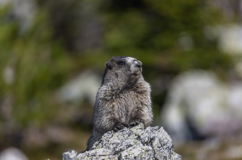 A hoary marmot looks out over the mountain, strong teeth bared, in Whistler.