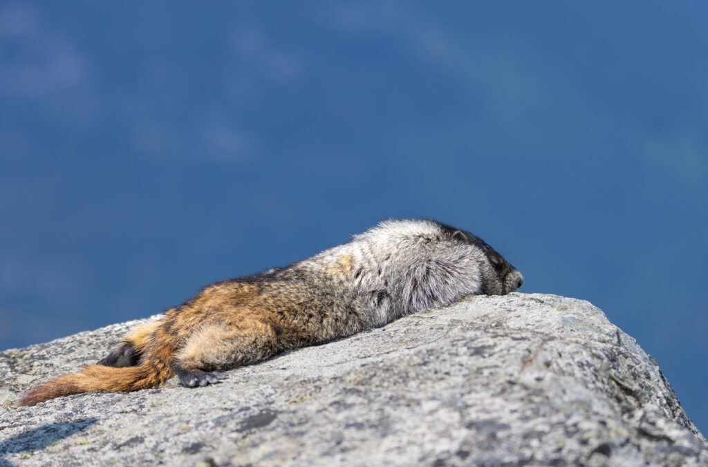 A hoary marmot suns itself on a warm rock in Whistler's alpine.