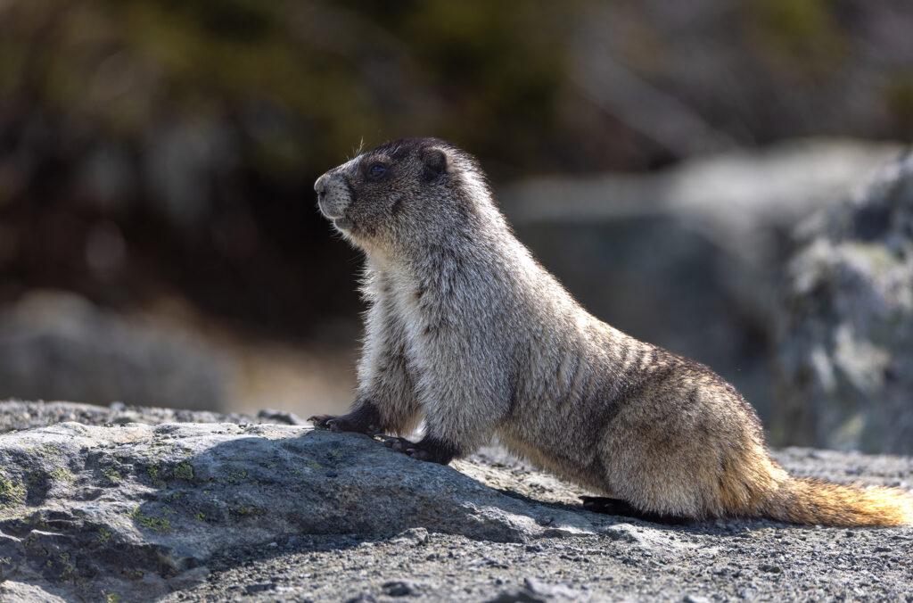 A hoary marmot looks alert as it surveys the mountains in Whistler.