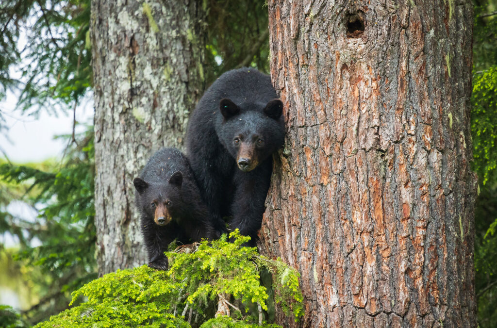 A momma bear and cub look at the camera from half way up a tree in Whistler.