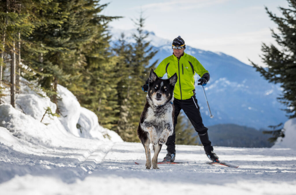 A person and a dog enjoy the cross-country trails at Whistler Olympic Park in the Callaghan Valley.