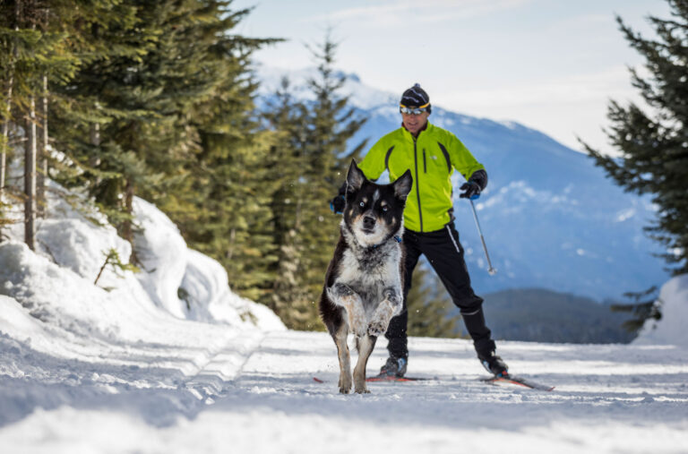 6 Tips for Bringing Your Dog to Whistler in Winter