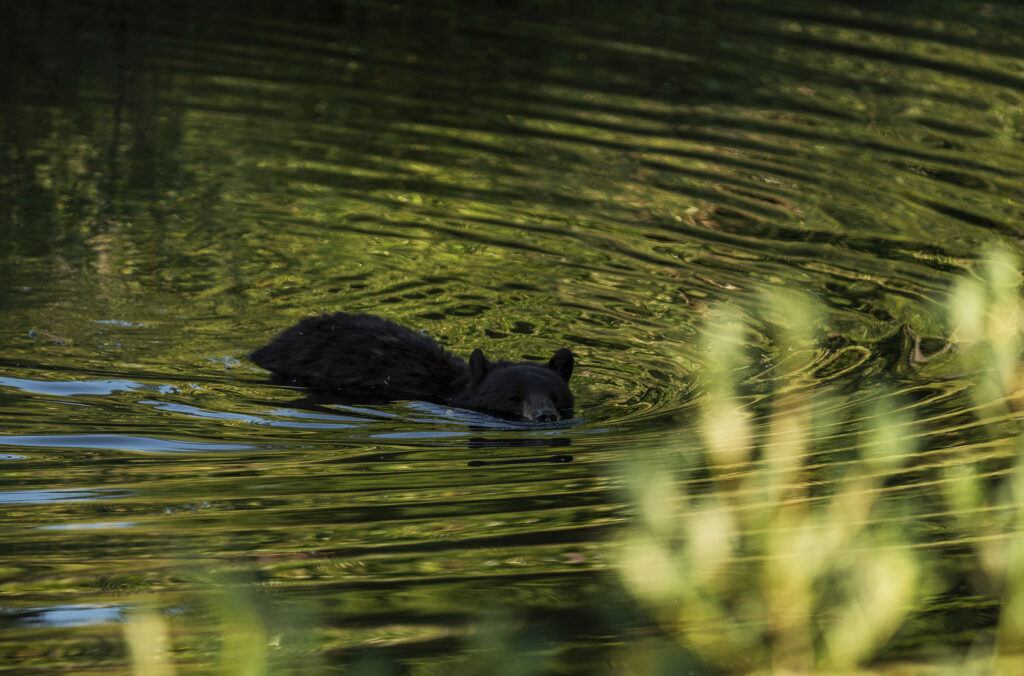 A black bear swims across the water at one of Whistler's golf courses.