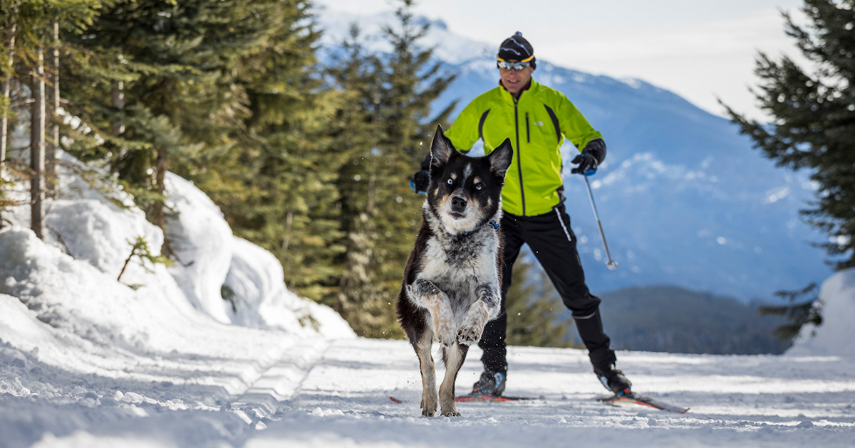 6 Tips for Bringing Your Dog to Whistler in Winter
