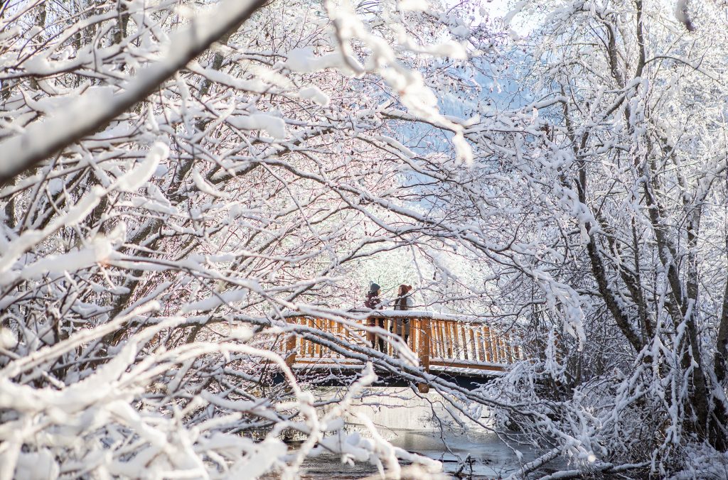 Two people explore Whistler's Alpha Lake Park on a sunny, snowy day.