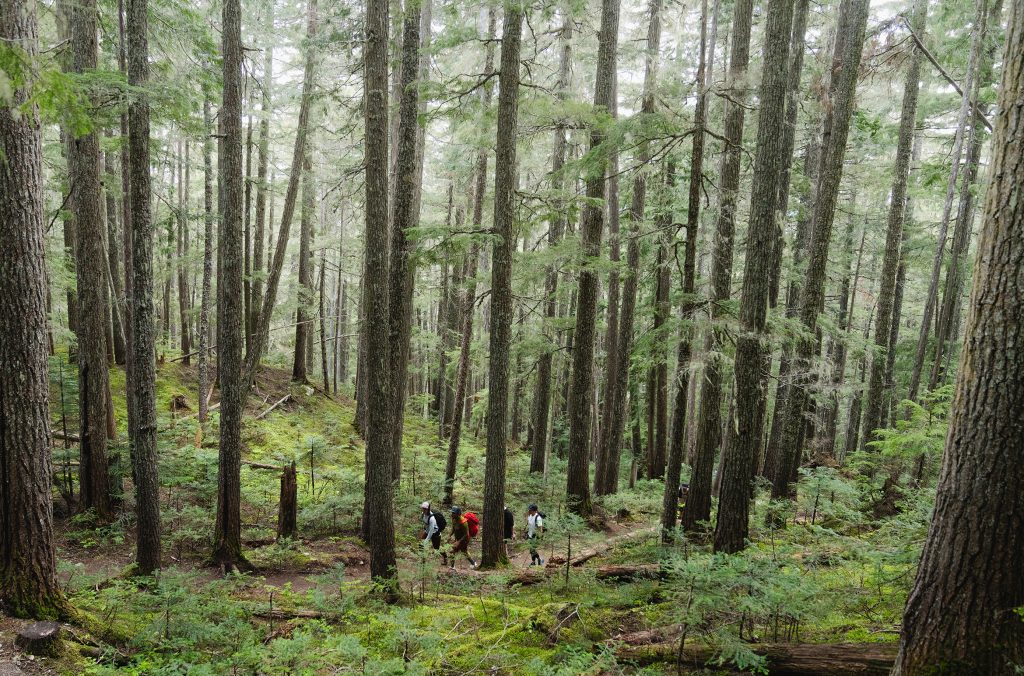 Three hikers make their way up the Ascent Trail on Blackcomb Mountain in Whistler amidst lush, green forest.