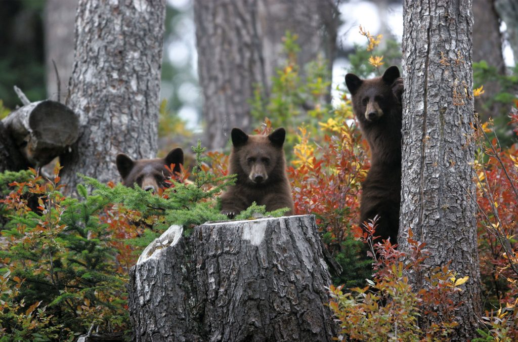 Three bears peek over shrubs in Whistler.