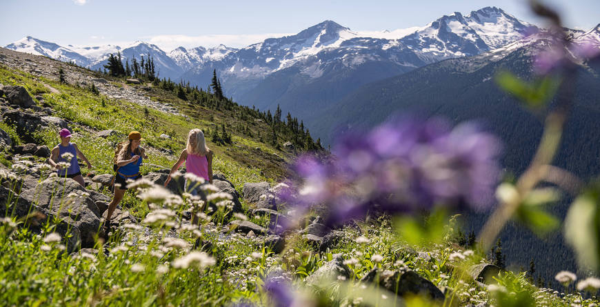 Three people hiking in the wildflowers in the high alpine of Whistler