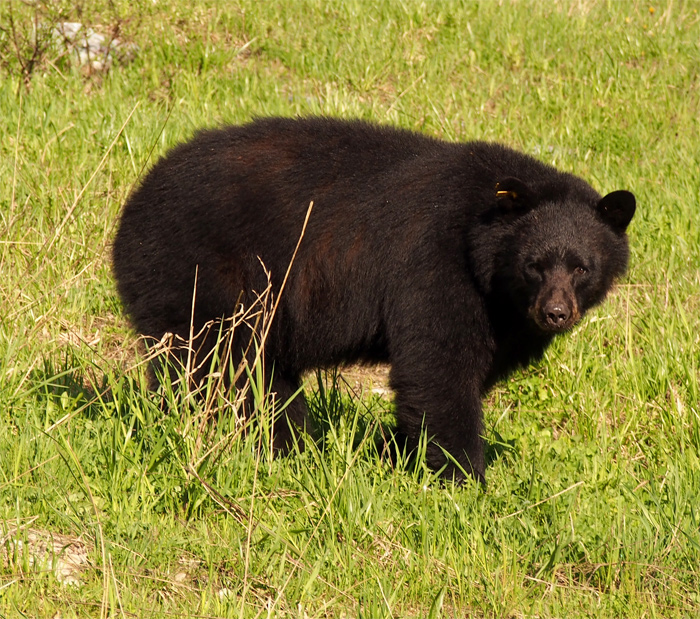 best bear watching tours whistler