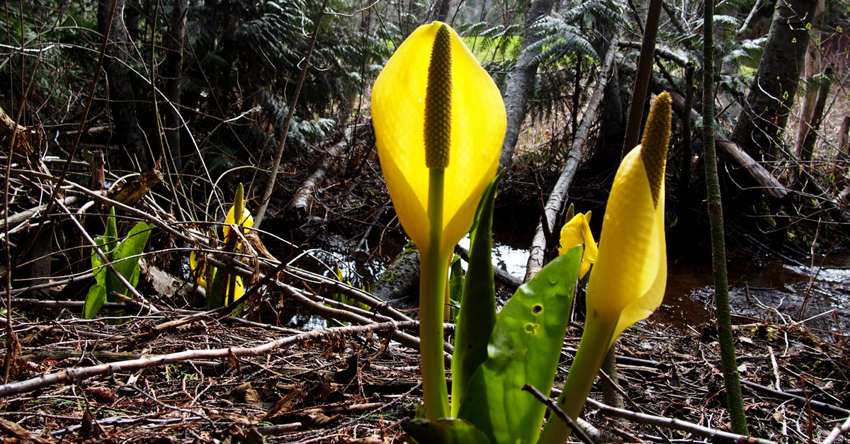 Skunk Cabbage Weed Or Whistler Hero The Whistler Insider