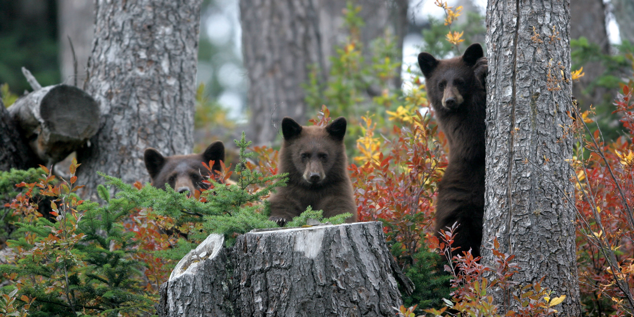 bear viewing tours in whistler