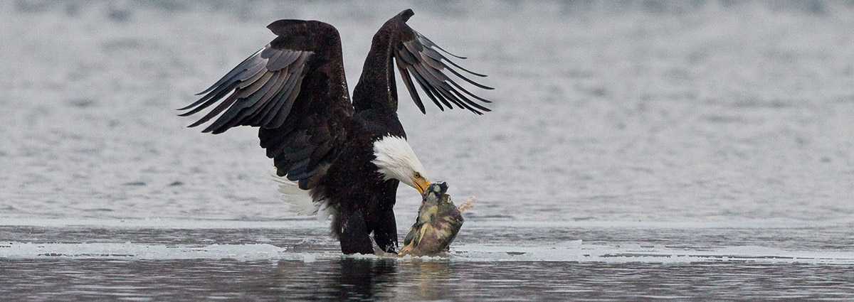 Whistler BC Canada | Eagle Viewing Tours | Tourism Whistler
