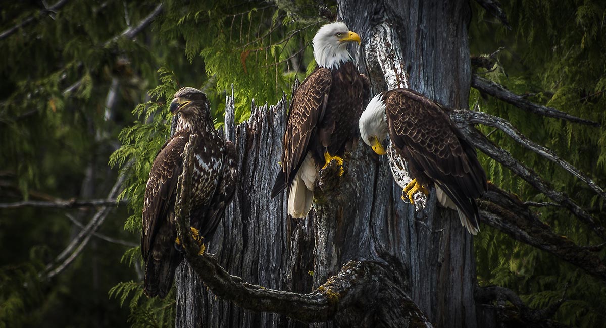 Eagle Viewing Tours near Whistler | Tourism Whistler