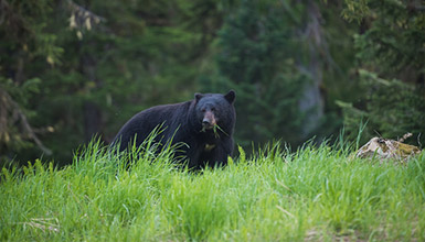 Whistler Nature, Wildlife and Wilderness | Tourism Whistler