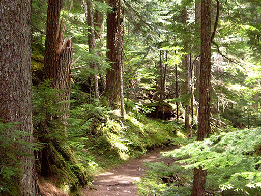 Hikers walking beneath ancient cedar and Douglas fir trees beside a glacier-fed stream.