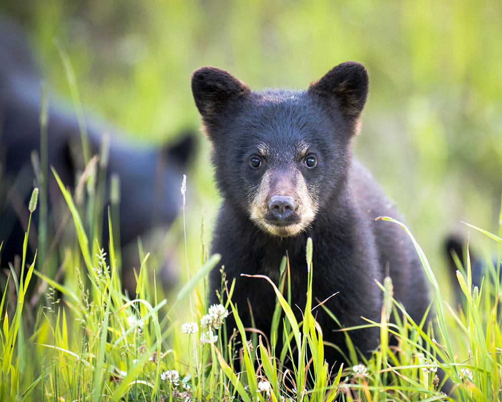 A Life With Whistler's Bears