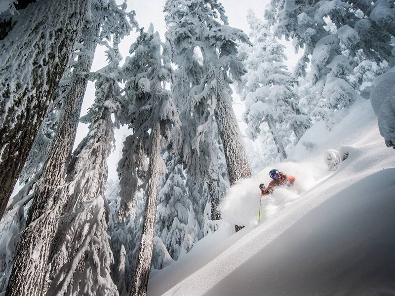 Skier charging through the snowy trees in the temperate rainforest at Whistler Blackcomb