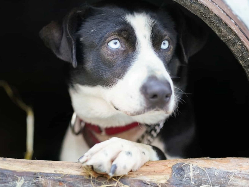 Blue-eyed sled dog looks out from a wooden kennel during a dog sledding experience.