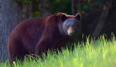Whistler - Bear Safaris 
