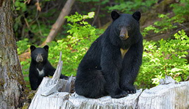 Bear Viewing in Whistler