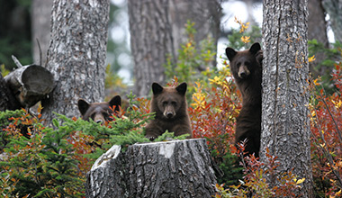 Bear Viewing
