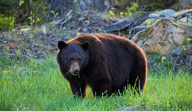 Black bear eating grass on Whistler Mountain.