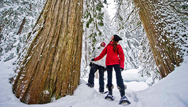 TAG Snowshoeing in Whistler BC
