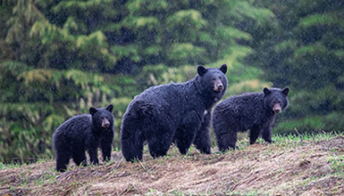 Three Black bears standing on a slope in Whistler