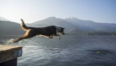 Dog leaping off a dock into a Whistler lake after a ball, with mountain views in the background on a clear summer morning.