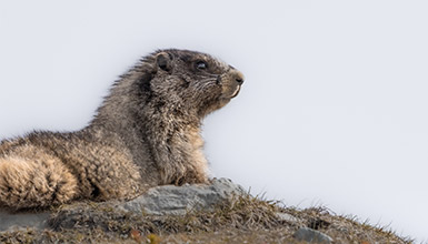 A hoary marmot on the slopes of Whistler