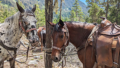 Insider's Guide to Horseback riding in Whistler