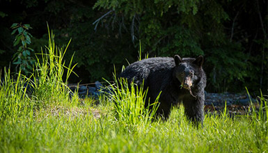 A black bear eating bright grenn grass in the Callaghan Valley