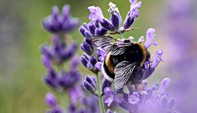 Honey bee in Whistler BC